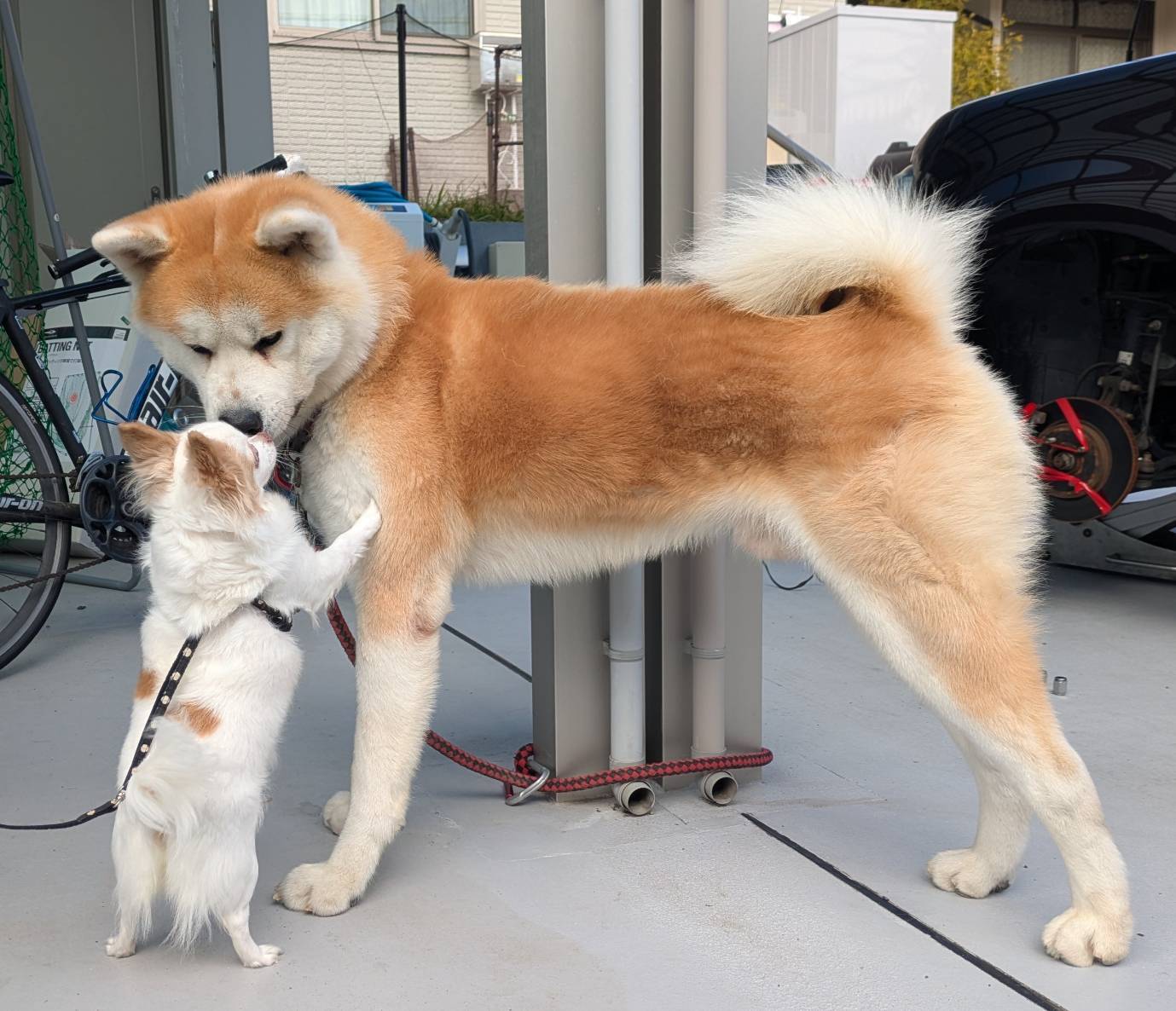 うちのチワワと友達の秋田犬の微笑ましい画像の画像